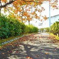 Photos: 晩秋の散歩道＠ﾅﾝｷﾝﾊｾﾞの紅葉21.11.6