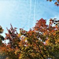 Photos: 見上げれば紅葉と飛行機雲＠21.11.6