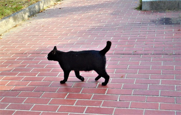 午後の公園をﾋｮｺﾋｮｺ散歩する黒猫＠21.11.1