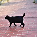 午後の公園をﾋｮｺﾋｮｺ散歩する黒猫＠21.11.1