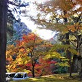 Photos: 深山幽谷の秋の紅葉＠仏通寺川沿いのﾊｲｷﾝｸﾞｺｰｽ