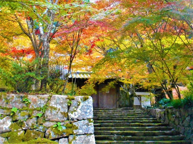 深山幽谷の苔むす永徳院の紅葉＠仏通寺ﾊｲｷﾝｸﾞｺｰｽ