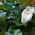 Photos: 境内に咲く＠大輪の白い花 ｶﾗｰ＠御調八幡宮の秋