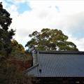 Photos: 神楽殿の秋＠御調八幡宮21.11.17