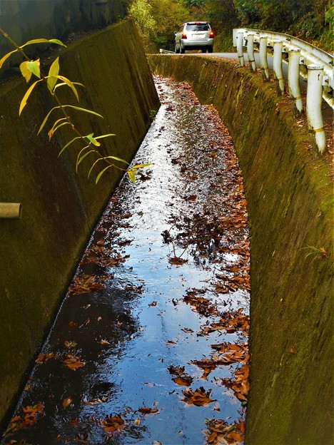 初冬の瑠璃山周辺＠苔むす水路