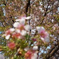 Photos: 冬桜が満開＠黒崎水路の土手の道21.12.15(2)