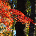 Photos: 秋日和