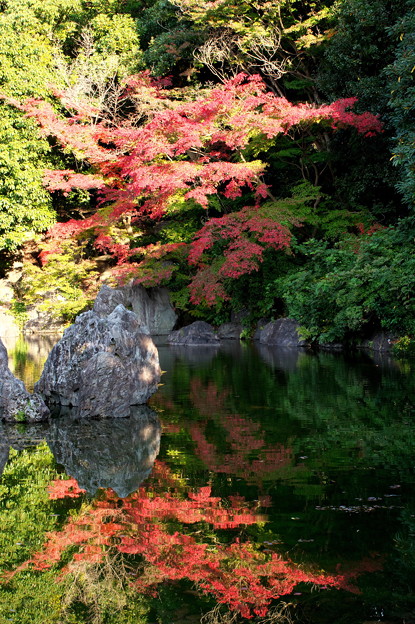 Photos: 万博記念公園ー池に写る紅葉