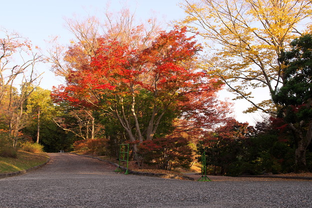 Photos: 日本庭園の分かれ道