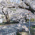 Photos: 桜　２０２１　（６）