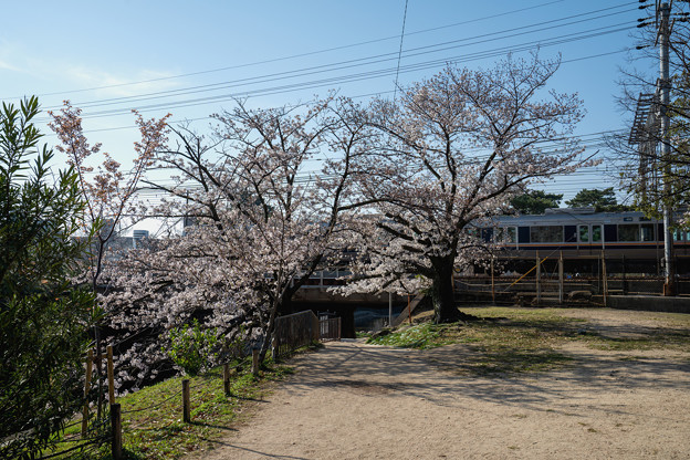 Photos: 桜　２０２１　（１０）