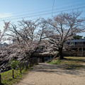 Photos: 桜　２０２１　（１０）