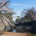Photos: 桜　２０２１　（１２）