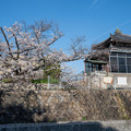 Photos: 桜　２０２１　（１４）