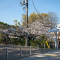 Photos: 桜　２０２１　（１７）