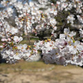 Photos: 桜　２０２１　（２０）