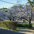 Photos: 桜　２０２１　（２１）