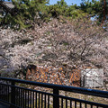 Photos: 桜　２０２１　（２７）
