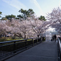 Photos: 桜　２０２１　（２９）