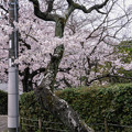 桜　2022　（５）
