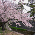Photos: 桜　2022　（６）