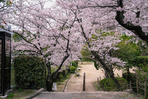 Photos: 桜　2022　（７）