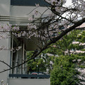 Photos: 桜　2022　（８）