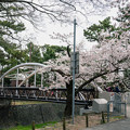 Photos: 桜　2022　（９）