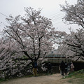 桜　2022　（１７）