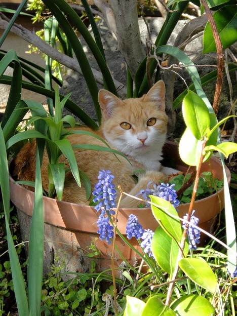 ムスカリと植木鉢の猫