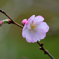 Photos: 桜　アーコレード