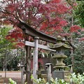 Photos: 神社の紅葉