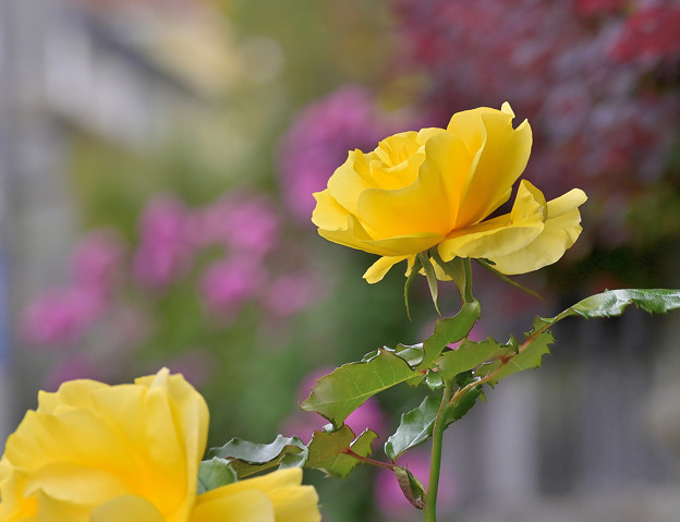 Photos: 黄色の薔薇