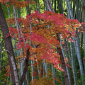 Photos: 竹林と紅葉