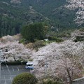 奥山桜