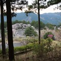 奥山公園桜