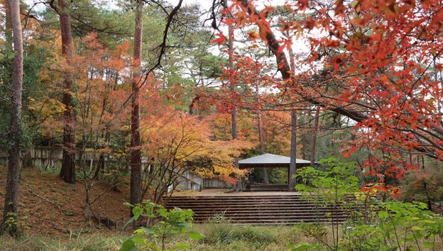 Photos: 森林公園紅葉
