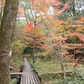 Photos: 森林公園紅葉