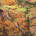 Photos: 富幕山の紅葉