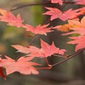Photos: 富幕山の紅葉