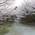 岩水寺桜