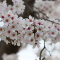 岩水寺桜