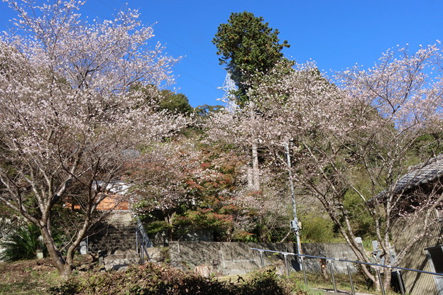 四季桜マメザクラ（豆桜）とエドヒガン（江戸彼岸）種間雑種　バラ科