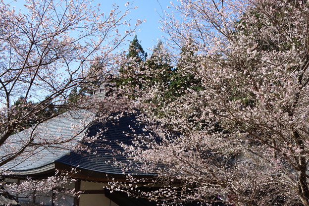 四季桜マメザクラ（豆桜）とエドヒガン（江戸彼岸）種間雑種　バラ科