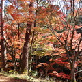 森林公園紅葉