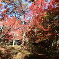 森林公園紅葉