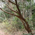 Photos: カナクギノキ（鉄釘の木）　クスノキ科　別名：カノコギ（鹿の子木、樹）