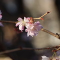 ジュウガツザクラ（十月桜）　バラ科