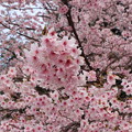 オオカンザクラ（大寒桜）　バラ科