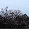 富幕山東明桜